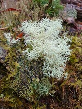 Sustainably Sourced Live