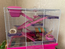 Female Syrian hamster cage which is bringing and purple