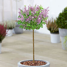 Syringa Dark Purple Repeat Flowering Lilac Potted Ornamental Trees Small Gardens