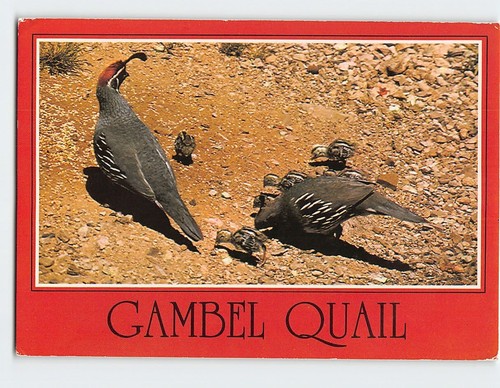 Postcard arizona gambel - arizona's,