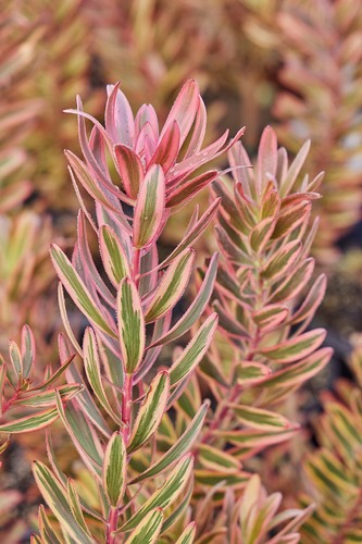Leucadendron jester protea - leucadendron,