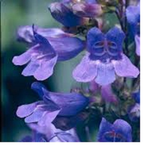 Heavenly blue - ,