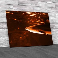 Tropical Sea Fish Lone Shark