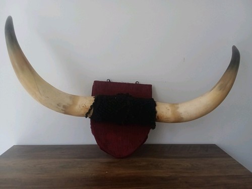 Vintage mounted cattle cow - mounted,