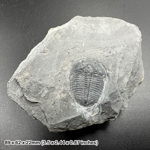 Elrathia kingi trilobite - kingi,