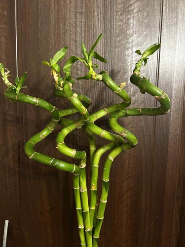 Fresh lucky bamboo 10 - lucky, cm