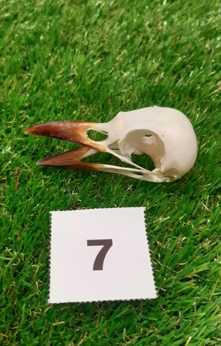 British magpie skull - british,