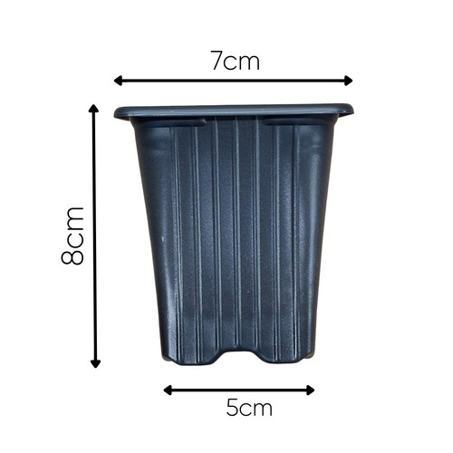 100 7cm square - 7cm, plant