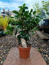 White Camellia Evergreen Shrub