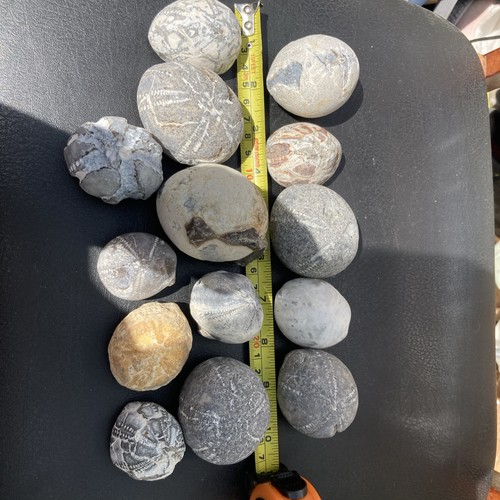 Fossil flint echinoid sea