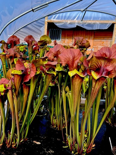 Sarracenia asbo medium - sarracenia,