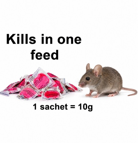 Rodent rat mouse strong killer - rat,
