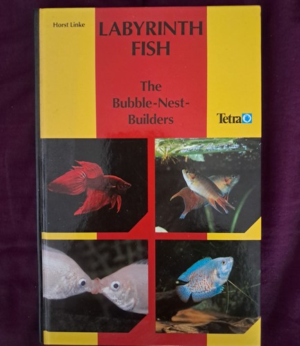 Labyrinth fish the bubble - fish:,