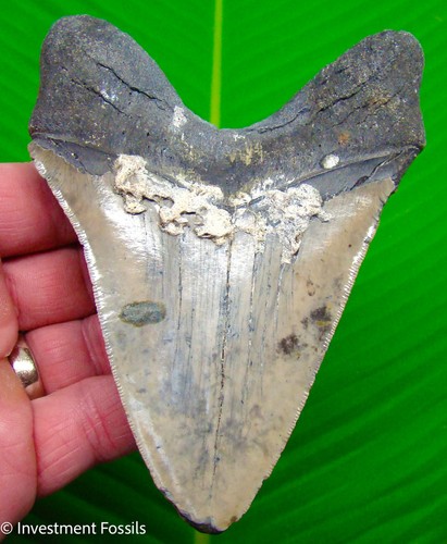 Megalodon shark tooth real - shark,