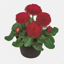 Daisy 'Tasso Red'. Plug Plant