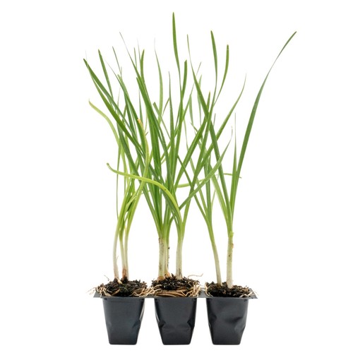 Society garlic 5 - garlic, 2.5”