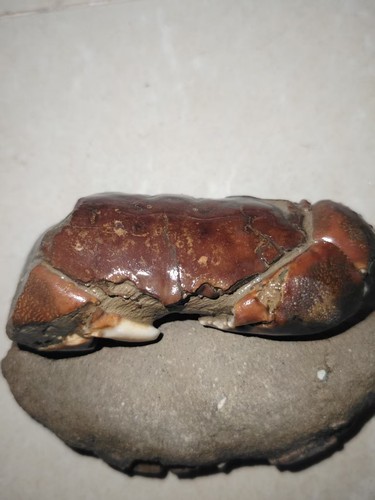 Natural crab fossils from