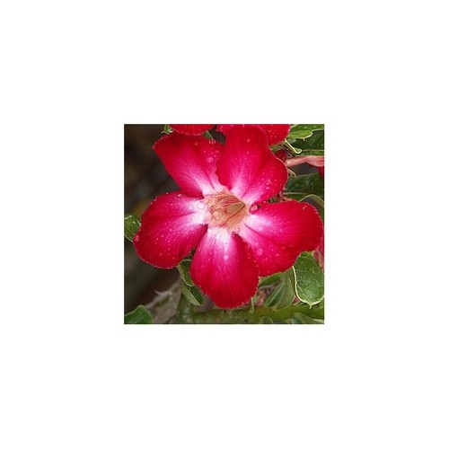 Dangchoklarp germinated - 5,