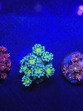 lemon drop Goniopora Coral