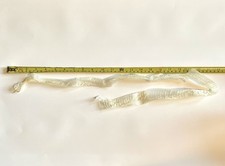 33” Adult Corn Snake Skin