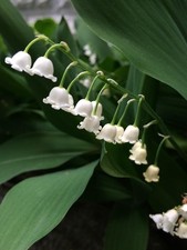 5 x CONVALLARIA majalis - Lily