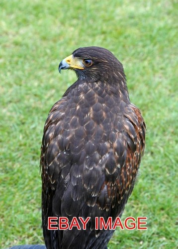 Photo harris hawk another - harris,