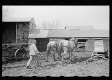 Leading horses to the barn, Grundy County, Iowa 1940s Old Photo