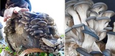 Grey Blue Oyster Mushroom spawn | 30+ Dowels | Free Wax | Same Day Dispatch