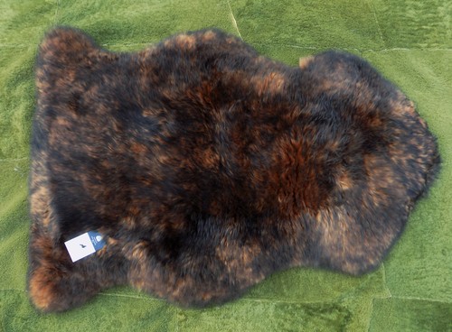 Large red fox - large, dark