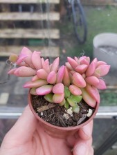 Anacampseros Rufescens Pink