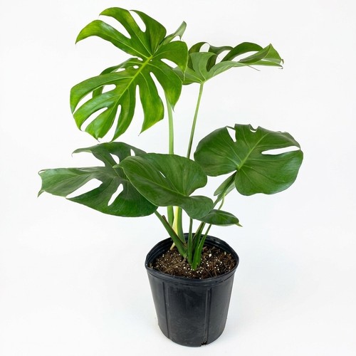 Monstera deliciosa live plant - deliciosa,