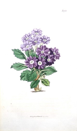 Antique botanical print - botanical,