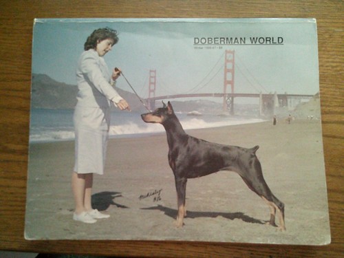 Vintage doberman world winter - vintage,