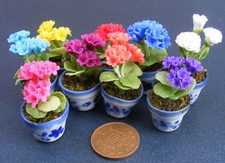 Dolls house geraniums - house,