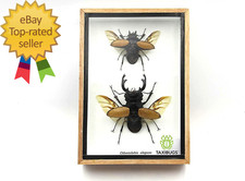 Real Beetle Display Taxidermy