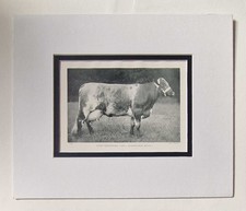 PARSONS Dairy Shorthorn Cow, 1918 Cattle Farming Photo Print
