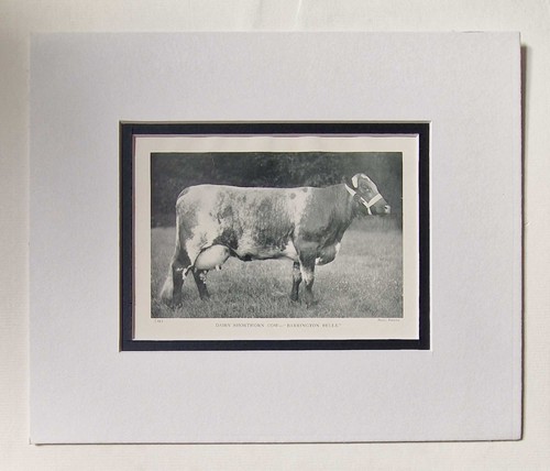 Parsons dairy shorthorn - parsons,