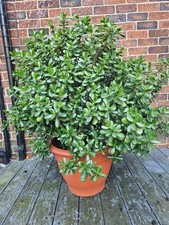 Mature Large  Money Plant 110 cm tall and 110cm wide in a 50 cm Pot