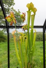 Sarracenia seedlings from - sarracenia,