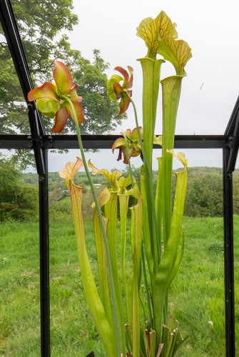 Sarracenia seedlings from - seedlings,