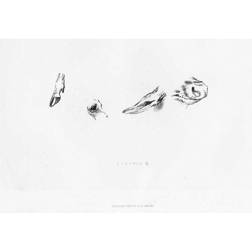 Edwin landseer animal sketches - edwin,
