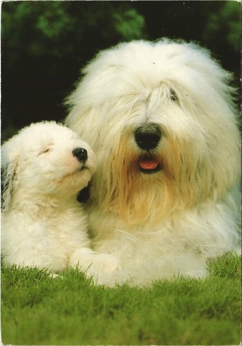 Cpa bobtail dog - dog, (1178808)