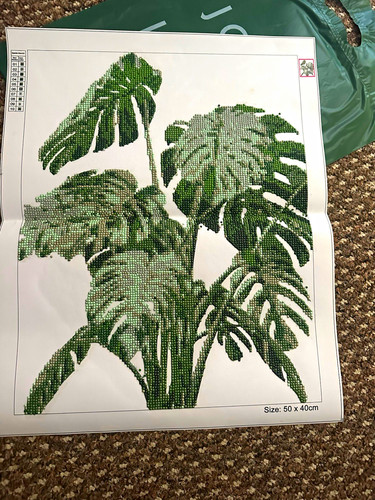 Monstera green leaves - monstera,