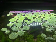 Large dwarf water lettuce - large,
