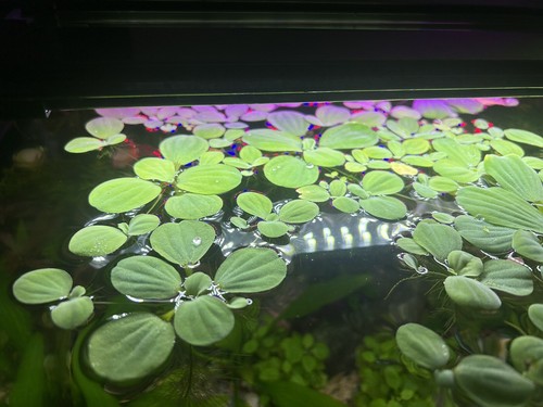 Large dwarf water - large,