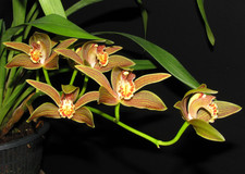 Cymbidium iridioides species orchid plant