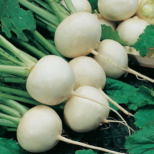 Turnip snowball grams - , 4