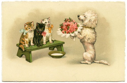 Cats dog - cats., dog.