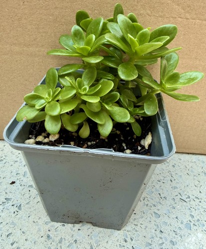 Actual plant 12cm potted sedum - actual,