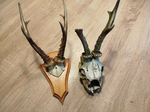 Vintage real skull with - vintage,